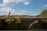 Loddon Pondweed ( Potamogeton nodosus ) river IJssel