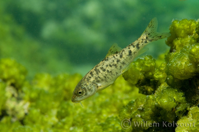 Mrena ( Barbus meridionalis petenyi )