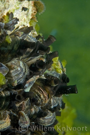 Ohrid driehoeksmossels ( Dreissena stankovici )