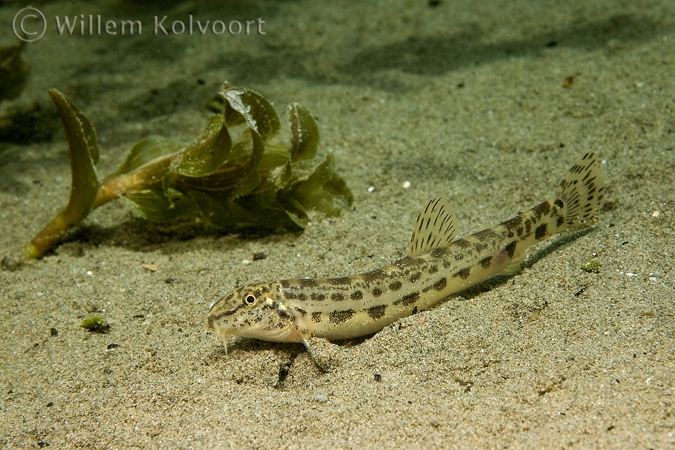 Balkan modderkruiper ( Cobitis elongata )