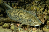 Mrena ( Barbus meridionalis peteny ) tijdens de nachtduik