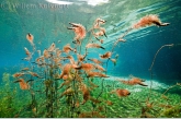 Bijzondere waterplanten in de Crni Drim