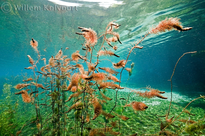 Bijzondere waterplanten in de Crni Drim