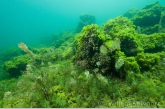 Rotslandschap met algen en waterplanten