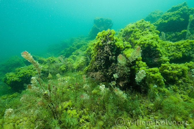 Rotslandschap met algen en waterplanten