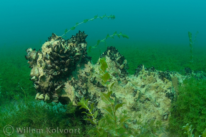 Ohrid driehoeksmossels ( Dreissena stankovici )