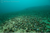 Ohrid Driehoeksossels ( Dreissena stankovici ) op 36 meter diepte.