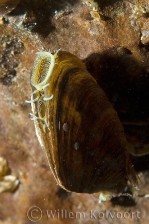 Ohrid driehoeksmossel ( Dreissena stankovici )