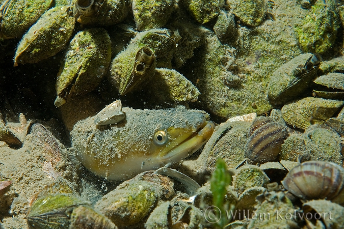 Paling ( Anguilla anguilla ) tussen de mossels