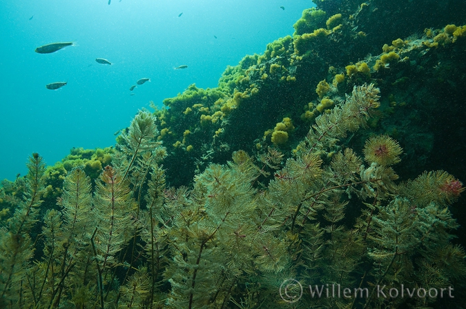 Onderwaterlandschap in het Meer van Ohrid