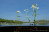 Waterviolier ( Hottonia palustris ) in de Weerribben