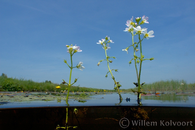 Water Violet ( Hottonia palustris ) 