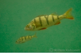 Perch ( Perca fluviatilis )