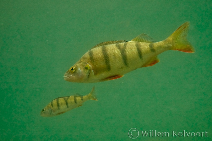 Perch ( Perca fluviatilis )