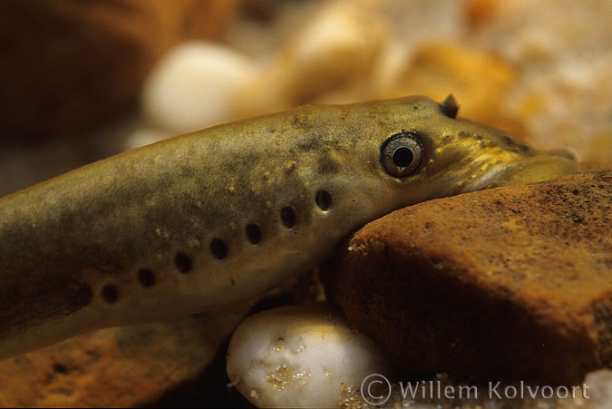 Brook lamprey ( Lampetra planeri )