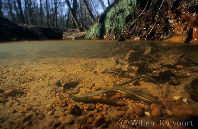 Nesting brook lampreys (Lampetra planeri )