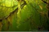 Eggs of perch ( Perca fluviatilis ) between the branches