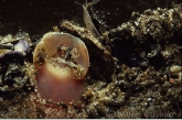 Brook lamprey larva