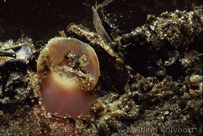 Brook lamprey larva