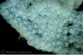 Eggs of perch ( Perca fluviatilis )with hydra ( Hydra fusca )