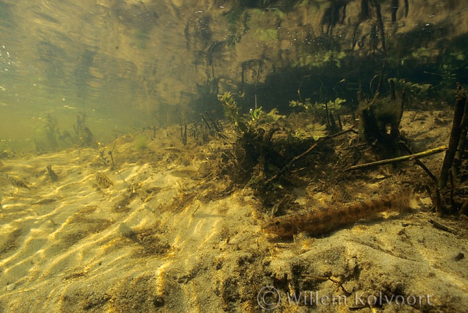 Stone loach ( Neomachilus barbatulus ) in the brook