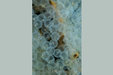 Eggs of perch ( Perca fluviatilis ) with fish larvae