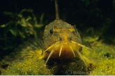 Stone loach ( Neomachilus barbatulus )