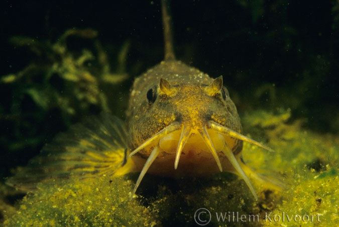 Stone loach ( Neomachilus barbatulus )