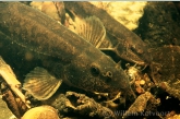 Stone loach ( Neomachilus barbatulus )