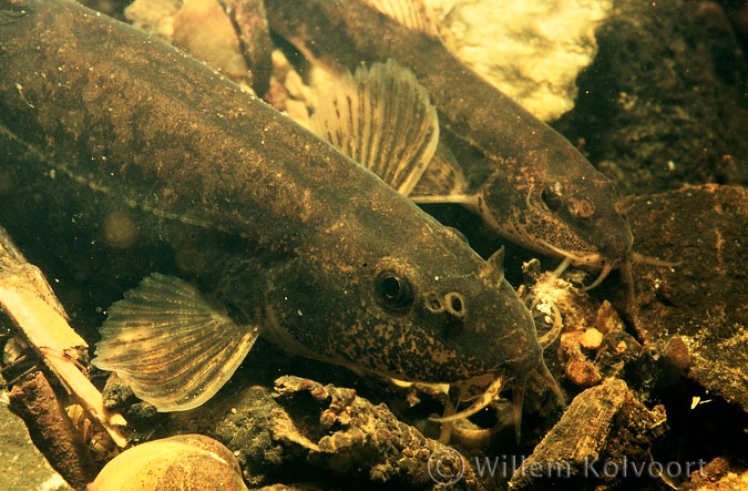 Stone loach ( Neomachilus barbatulus )