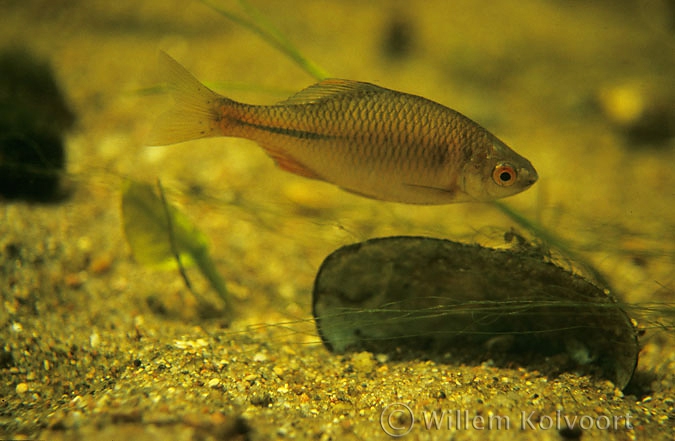 Bitterling (Rhodeus amarus )