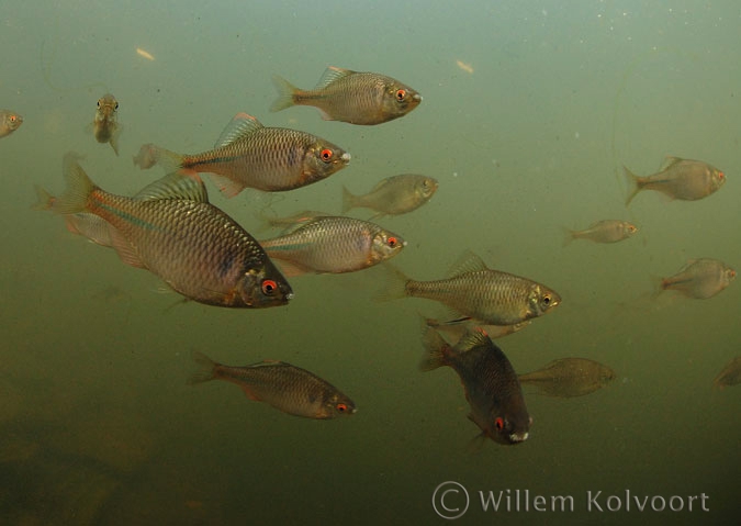 Bitterling (Rhodeus amarus )