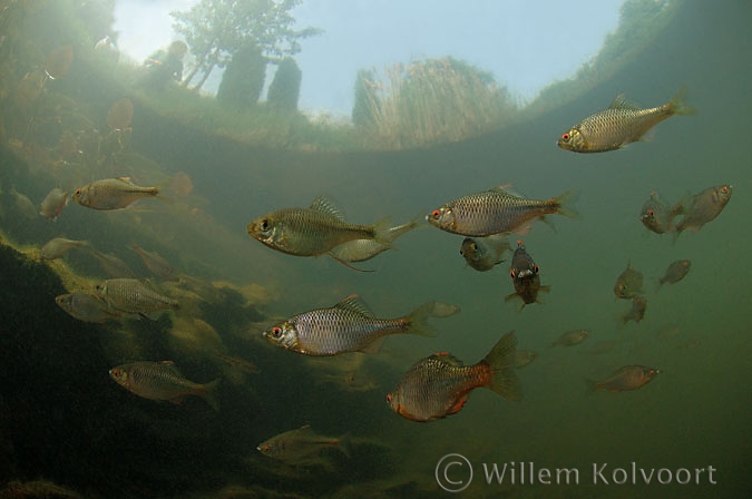 Bitterling (Rhodeus amarus )