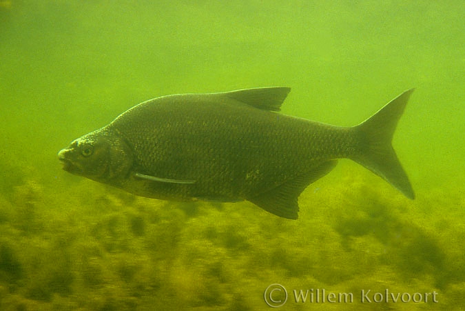 Common bream ( Abramis brama ) male in mating time