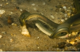 Brook lampreys ( Lampetra planeri ) mating