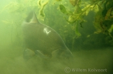 Common bream ( Abramis brama ) rooting in the mud