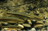 Minnows ( Phoxinus phoxinus )