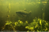 Grass carp ( Ctenopharyngodon idella )