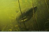 Grass carp ( Ctenopharyngodon idella )