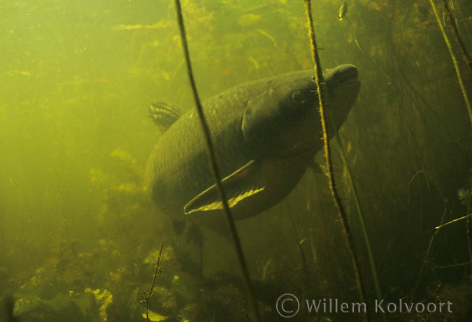 Grass carp ( Ctenopharyngodon idella )