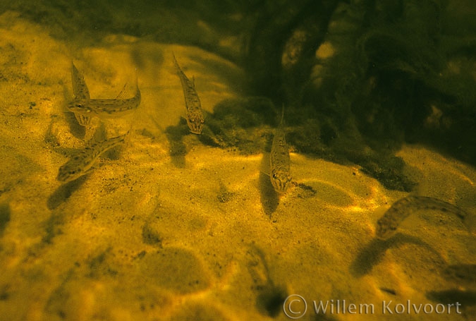 Gudgeon ( Gobio gobio )