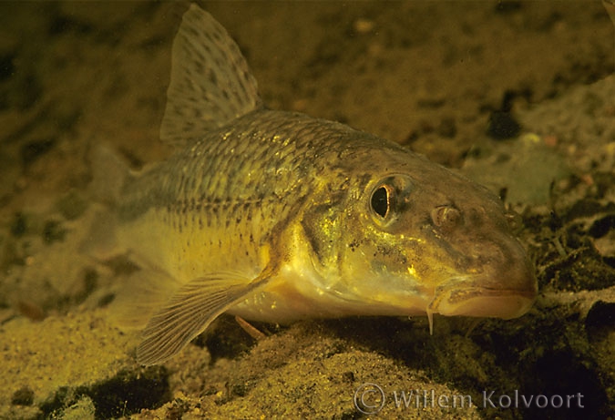 Gudgeon ( Gobio gobio )