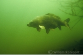 Karper ( Cyprinus carpio ).