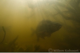 Common bream ( Abramis brama )  in very turbid water