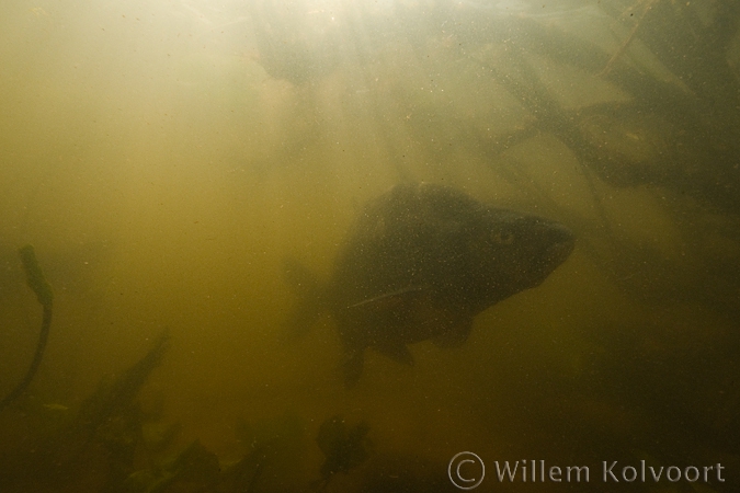 Common bream ( Abramis brama )  in very turbid water