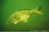 Mirror carp ( Cyprinus carpio var. )