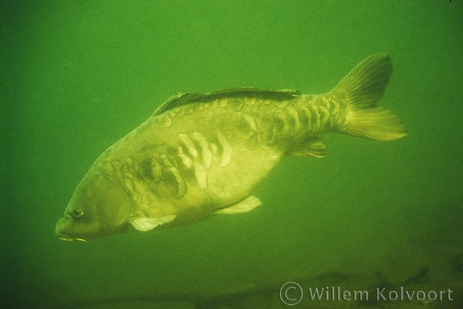 Mirror carp ( Cyprinus carpio var. )
