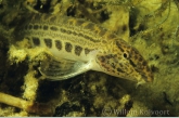 Spined loach ( Cobitis taenia )