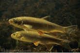 Kopvoorns ( Leuciscus cephalus ).