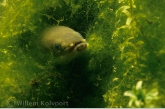 Eel ( Anguilla anguilla )